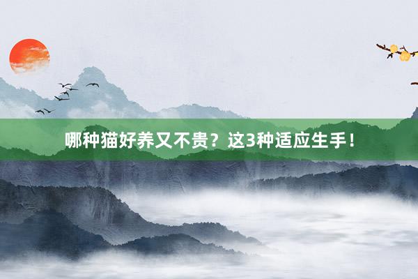 哪种猫好养又不贵？这3种适应生手！